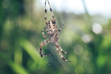 Close up Cobweb or spider's web against a natural background, Dew on a spider .