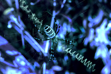 Leinwandbilder - Close up Cobweb or spider's web against a colered background, Dew on a spider .