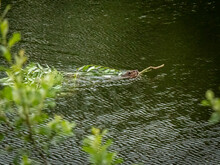 A Canadian Beaver Dragging A Branch Through The Water To Its Dam