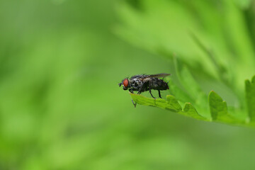 Wall Mural - The wild flesh fly sits on a blade of green grass and rubs its front legs