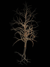 Leafless Tree With Branches, Twigs And Exposed Roots - Isolated On A Black Background