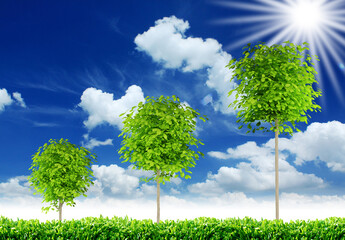 green tree with blue sky