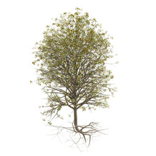 Tree With Lots Of Green Leaves And Exposed Roots (isolated On A White Background)