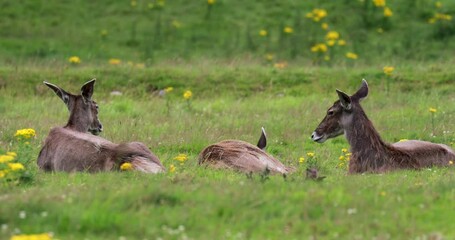 Wall Mural - white-lipped deer, Przewalskium albirostris, hind doe resting in the grass during a long sunny day