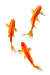 Wall Mural - koi fish isolated on white background 