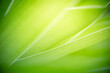 © Torkiat8 - Concept nature view of green leaf on blurred greenery background in garden and sunlight with copy space using as background natural green plants landscape, ecology, fresh wallpaper concept.