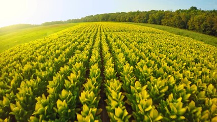 Sticker - Tobacco field in Kentucky