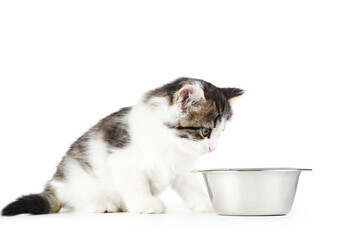 Wall Mural - Kitten with feeding bowl isolated on white background