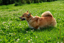 Red Dog Corgi On The Grass