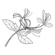 Bunch of outline Lonicera or Japanese Honeysuckle with flower, bud and leaf in black isolated on white background.