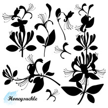 Set Of Silhouettes Lonicera Or Japanese Honeysuckle With Flower, Bud And Leaf In Black Isolated On White Background.