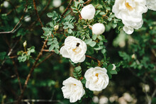 Bush Of White Spray Wild Rose With Thorns, Garden With Flowers
