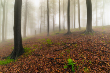 Wall Mural - Summer beech forest