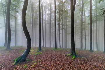 Wall Mural - Summer beech forest