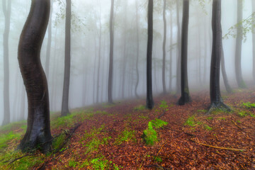 Wall Mural - Summer beech forest