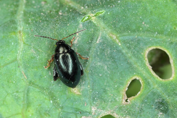 Wall Mural - Cabbage Stem Flea Beetle (Psylliodes chrysocephala) on Oilseed Rape (Brassica napus)