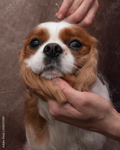 Cavalier king Charles head care. With one hand, the groomer controls the dog\'s head. The second hand aligns the lines of the head