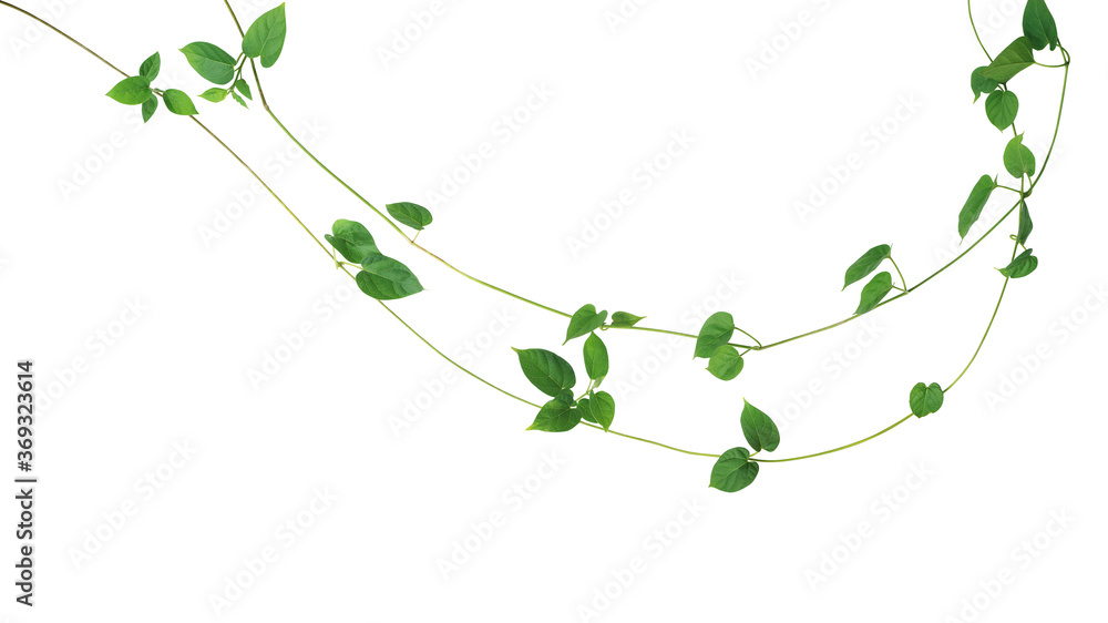Jungle vines liana plant with heart shaped green leaves of Cowslip creeper (Telosma cordata), nature frame layout isolated on white background with clipping path. - obrazy, fototapety, plakaty 