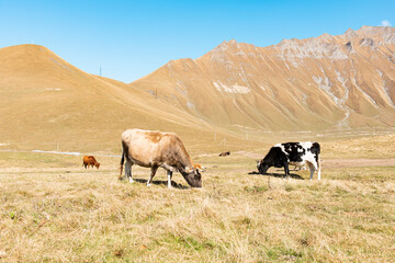 Sticker - cows grazing in the meadow