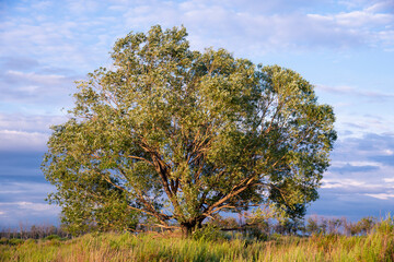 Lonely big tree in the wind in the field at golden hour.