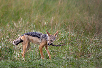 Hyena in Masai Mara, Kenya