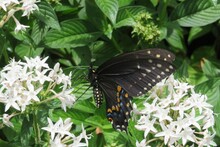 Beautiful Black Swallowtail Butterfly On White Flowers In The Florida Zoological Park