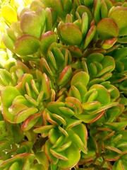 close up of a green plant