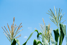 Full Grown Maize Plants, Male Flowers Against The Sky, Mature Plants,corn Field