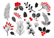 Christmas vector plants, holly berry, christmas tree, pine, rowan, leaves branches, holiday decoration, winter symbols isolated on white background. Red and black colors. Vintage nature illustration