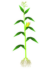 Wall Mural - Corn plant on white background.