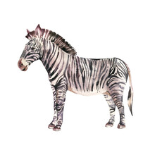 Watercolor Zebra Animals Iluustration Isolated On White Background