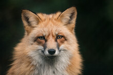Portrait Of A Red Fox