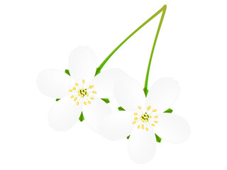 Wall Mural - Flowers of cherries isolated on white.