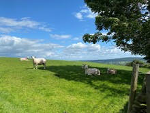 Sheep In A Hilly Pasture, With Fields And Forests, In The Far Distance Near, Otley, Yorkshire, UK
