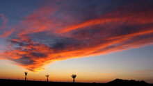 Puerto Penasco Sunset - Panoramic Format: Sunset Painted Cloud Formation With Silhouetted Palm Trees In The Fore Ground Looking West Over The Sea Of Cortez In Puerto Penasco  