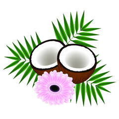 Wall Mural - Coconuts with leaves and pink gerbera on a white background.