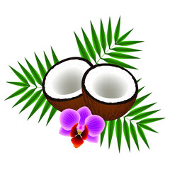 Wall Mural - Coconuts with leaves and orchid on white background.