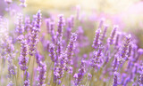 Fototapeta Lawenda - Close-up on mountain lavender on Hvar island in Croatia