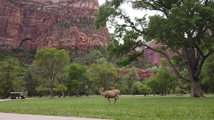 Zion National Park Utah US