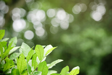 Beautiful green natural background, closeup of fresh green leaves under sunlight in early morning. Green leaf plant in sunshine, spring day morning wallpaper