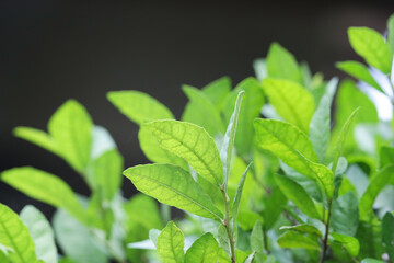 beautiful green natural background, closeup of fresh green leaves under sunlight in early morning. g