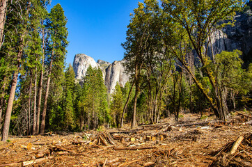 Wall Mural - Scenic view of the Yosemite Valley