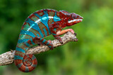 Fototapeta Zwierzęta - Adult male Ambilobe Panther Chameleon (Furcifer pardalis)