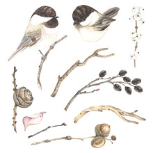 Watercolor Set With Dry Branches Tree Alder, Winter Berry, Birch, Acorn On Oak Branch, Leaf, Pine Cone And Birds Chickadee. Autumn And Winter Isolated Illustration In Vintage Style.