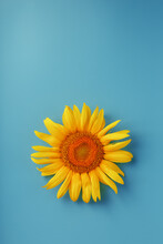 Sunflower Flower On A Blue Background, Top View.