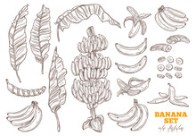 Bananas Tree And Ripe Bunch And Tropical Fruit Vector Set. Palms Foliage And Leaves. Sketch Hand Drawn Collection