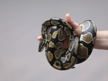 Closeup Snake Python On Hand