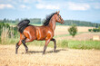 Amazing healthy brown purebred stallion running on a stubble field in summer evening. Stunning horse in motion.