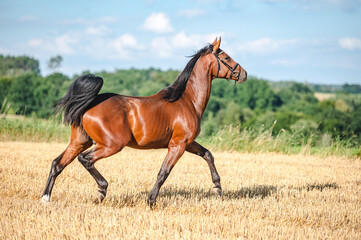 Wall Mural - Amazing healthy brown purebred stallion running on a stubble field in summer evening. Stunning horse in motion.