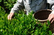 The best quality Japanese green tea leaves are hand-picked during harvest season. Shizuoka is one of the major tea production prefecture in Japan.